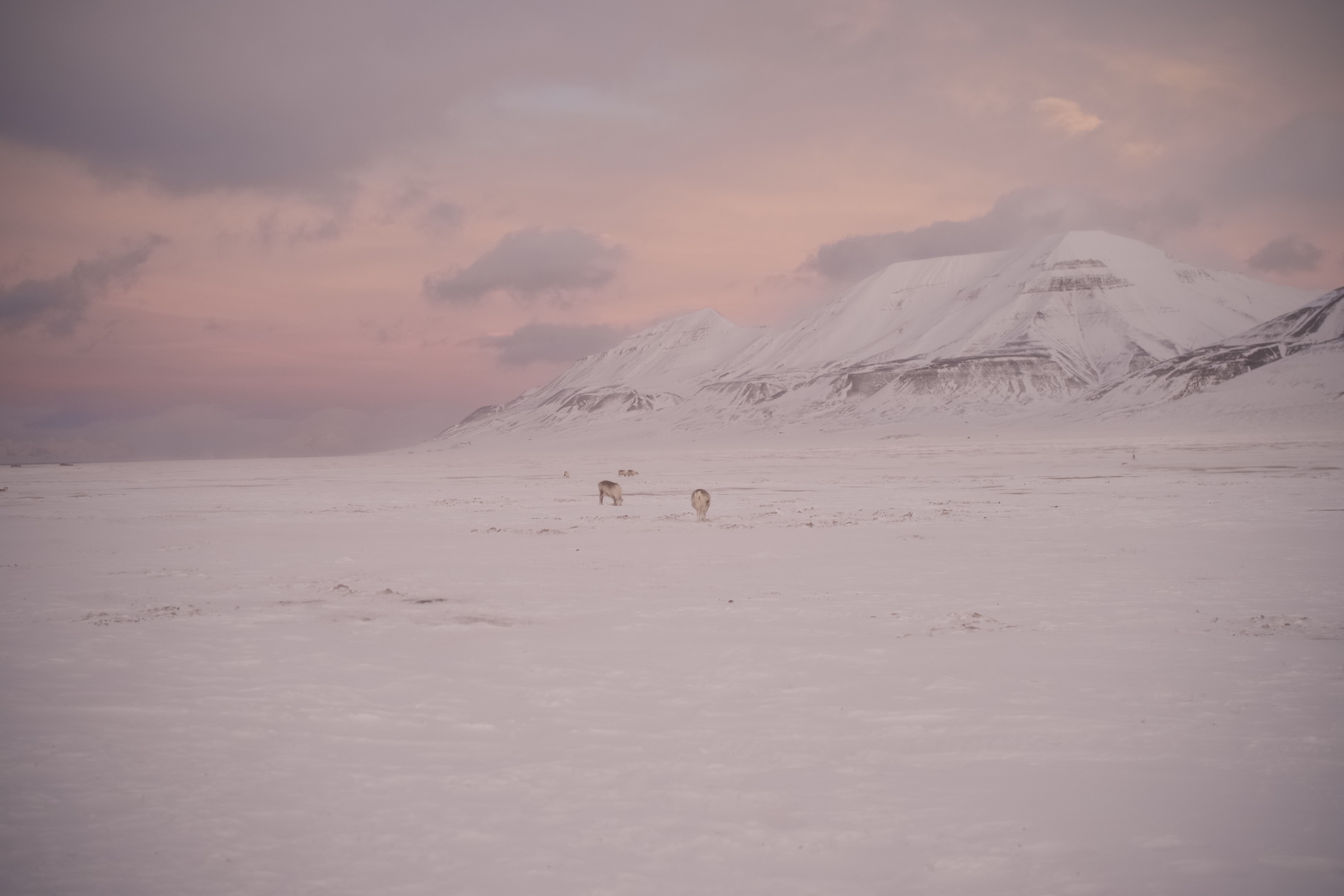 Svalbard ekspedition 2026 - MSR02622